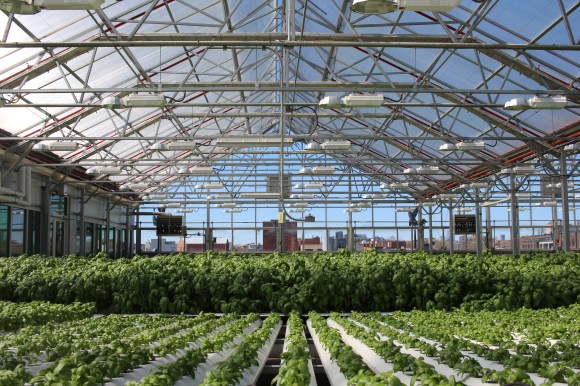 Credit Gotham Greens 1